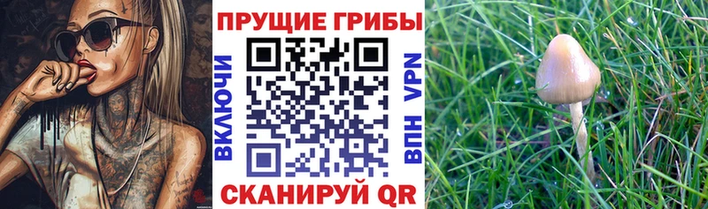 Купить закладки  Вязьма  Галлюциногенные грибы мицелий 